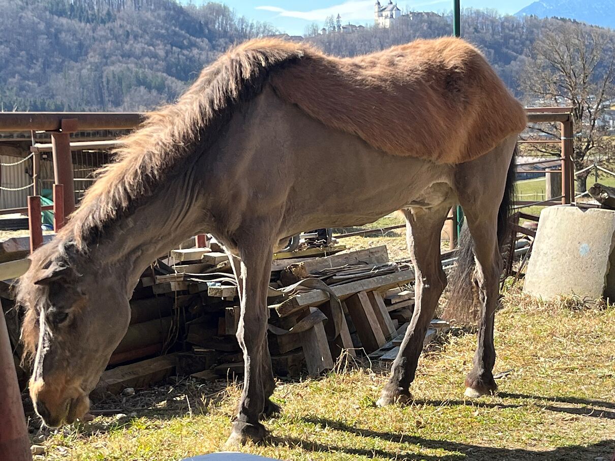 Vom Fellwechsel zum Rohstoff