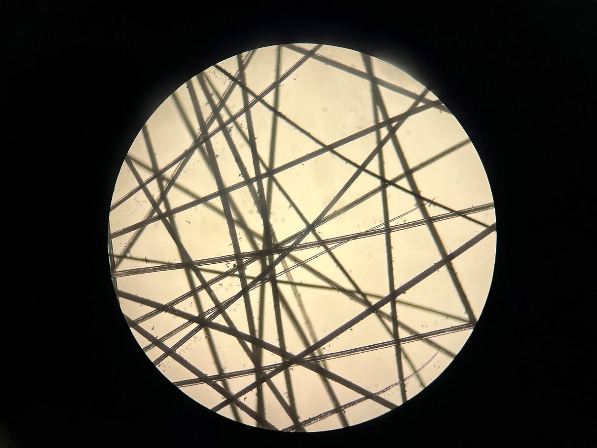 Pferdehaare unter dem Mikroskop