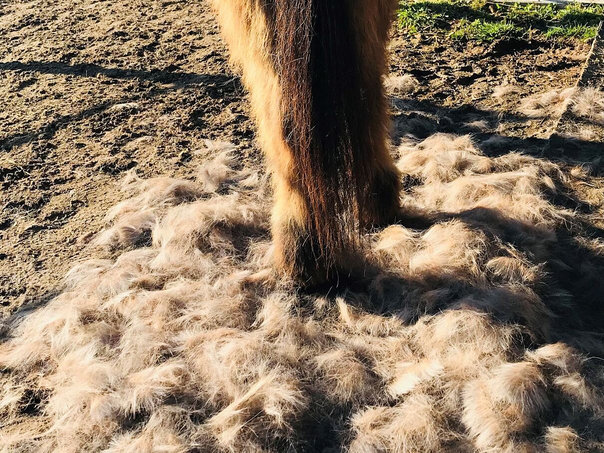 Typischer Fellwechsel eines Pferdes