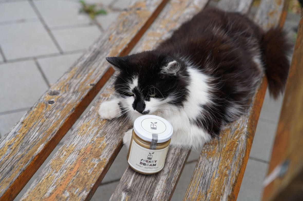 Campuskatze mit der Erdnussbutteralternative