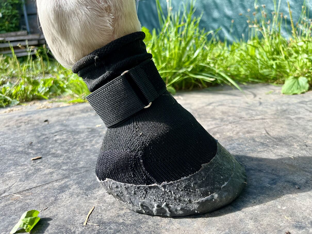 Therapiesocke für Pferde