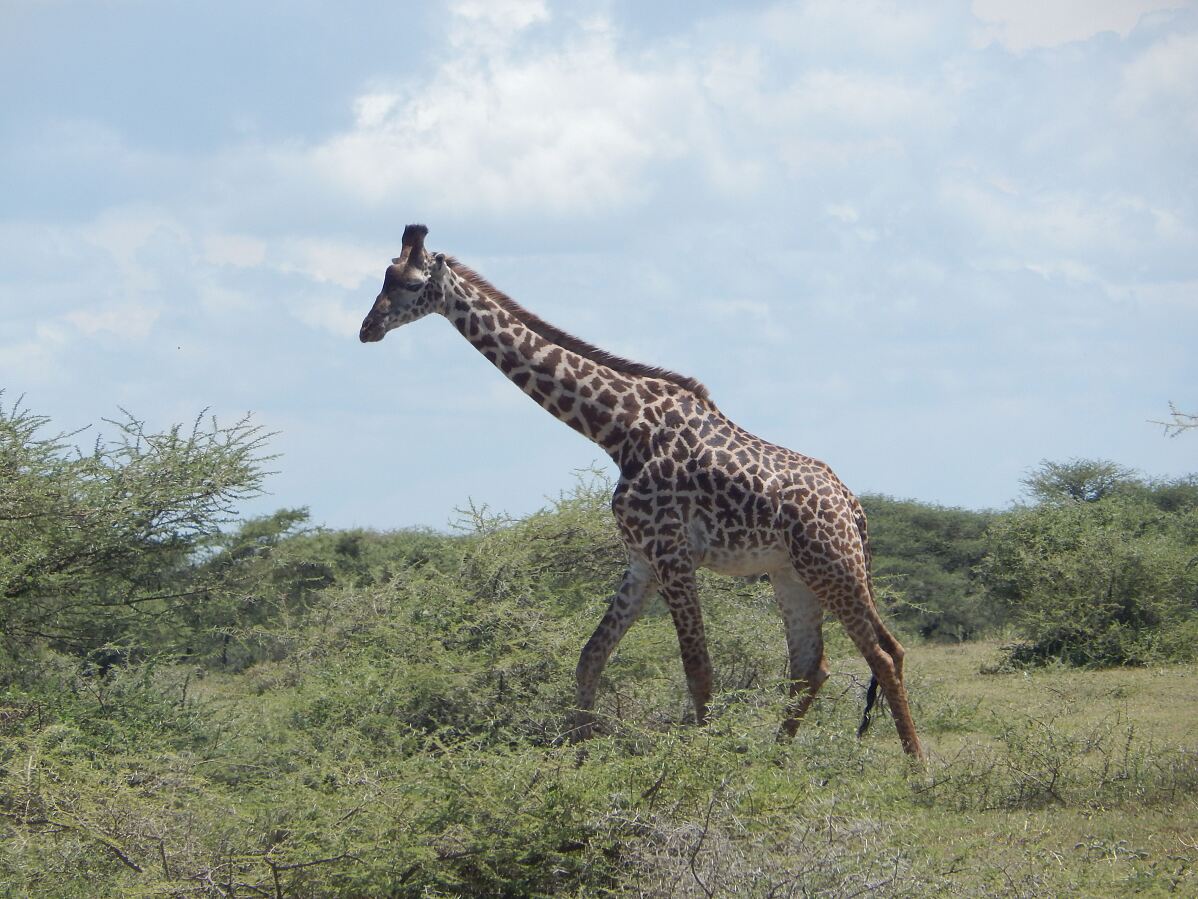 Auslandspraktikum in Tansania